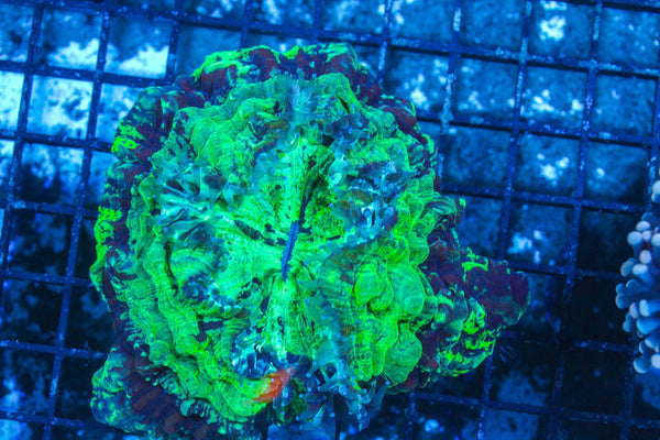 #wholesale_coral# - #saltwater_fish# #saltwater_coral# - #rare corals# - #coralsdepot# - #Corals_Depot# - #live_corals# - #eye-catching-coral# #quality_marine_fish# -#quality-marine# #discoun