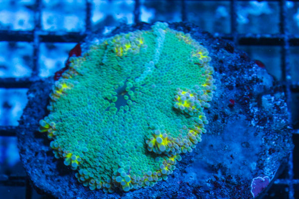 #wholesale_coral# - #saltwater_fish# #saltwater_coral# - #rare corals# - #coralsdepot# - #Corals_Depot# - #live_corals# - #eye-catching-coral# #quality_marine_fish# -#quality-marine# #discoun