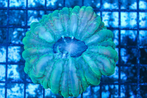#wholesale_coral# - #saltwater_fish# #saltwater_coral# - #rare corals# - #coralsdepot# - #Corals_Depot# - #live_corals# - #eye-catching-coral# #quality_marine_fish# -#quality-marine# #discoun