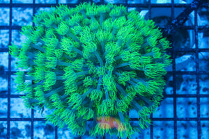 #wholesale_coral# - #saltwater_fish# #saltwater_coral# - #rare corals# - #coralsdepot# - #Corals_Depot# - #live_corals# - #eye-catching-coral# #quality_marine_fish# -#quality-marine# #discoun