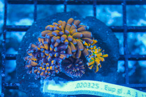 #wholesale_coral# - #saltwater_fish# #saltwater_coral# - #rare corals# - #coralsdepot# - #Corals_Depot# - #live_corals# - #eye-catching-coral# #quality_marine_fish# -#quality-marine# #discoun