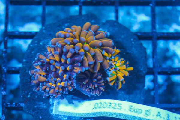 #wholesale_coral# - #saltwater_fish# #saltwater_coral# - #rare corals# - #coralsdepot# - #Corals_Depot# - #live_corals# - #eye-catching-coral# #quality_marine_fish# -#quality-marine# #discoun
