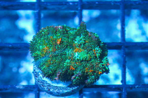 #wholesale_coral# - #saltwater_fish# #saltwater_coral# - #rare corals# - #coralsdepot# - #Corals_Depot# - #live_corals# - #eye-catching-coral# #quality_marine_fish# -#quality-marine# #discoun