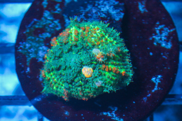 #wholesale_coral# - #saltwater_fish# #saltwater_coral# - #rare corals# - #coralsdepot# - #Corals_Depot# - #live_corals# - #eye-catching-coral# #quality_marine_fish# -#quality-marine# #discoun