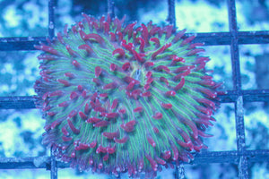 #wholesale_coral# - #saltwater_fish# #saltwater_coral# - #rare corals# - #coralsdepot# - #Corals_Depot# - #live_corals# - #eye-catching-coral# #quality_marine_fish# -#quality-marine# #discoun