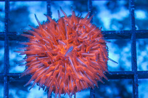 #wholesale_coral# - #saltwater_fish# #saltwater_coral# - #rare corals# - #coralsdepot# - #Corals_Depot# - #live_corals# - #eye-catching-coral# #quality_marine_fish# -#quality-marine# #discoun