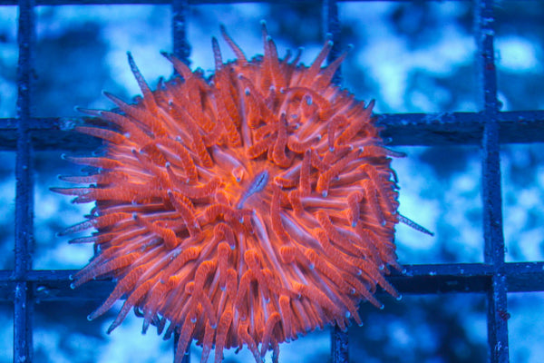 #wholesale_coral# - #saltwater_fish# #saltwater_coral# - #rare corals# - #coralsdepot# - #Corals_Depot# - #live_corals# - #eye-catching-coral# #quality_marine_fish# -#quality-marine# #discoun