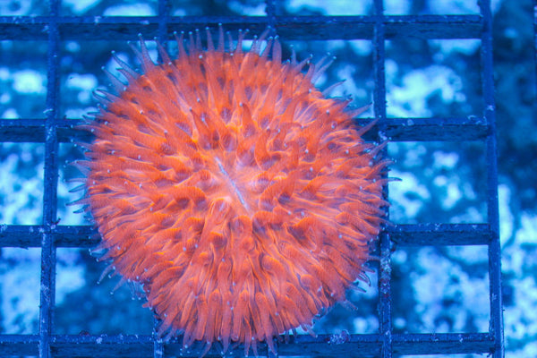 #wholesale_coral# - #saltwater_fish# #saltwater_coral# - #rare corals# - #coralsdepot# - #Corals_Depot# - #live_corals# - #eye-catching-coral# #quality_marine_fish# -#quality-marine# #discoun