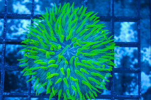 #wholesale_coral# - #saltwater_fish# #saltwater_coral# - #rare corals# - #coralsdepot# - #Corals_Depot# - #live_corals# - #eye-catching-coral# #quality_marine_fish# -#quality-marine# #discoun