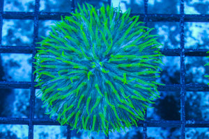#wholesale_coral# - #saltwater_fish# #saltwater_coral# - #rare corals# - #coralsdepot# - #Corals_Depot# - #live_corals# - #eye-catching-coral# #quality_marine_fish# -#quality-marine# #discoun