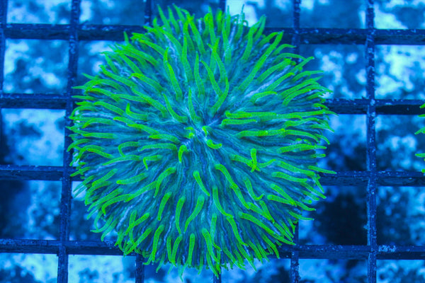 #wholesale_coral# - #saltwater_fish# #saltwater_coral# - #rare corals# - #coralsdepot# - #Corals_Depot# - #live_corals# - #eye-catching-coral# #quality_marine_fish# -#quality-marine# #discoun