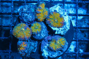 #wholesale_coral# - #saltwater_fish# #saltwater_coral# - #rare corals# - #coralsdepot# - #Corals_Depot# - #live_corals# - #eye-catching-coral# #quality_marine_fish# -#quality-marine# #discoun