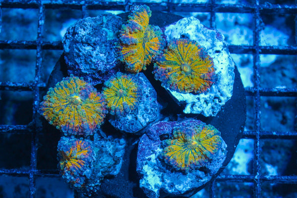 #wholesale_coral# - #saltwater_fish# #saltwater_coral# - #rare corals# - #coralsdepot# - #Corals_Depot# - #live_corals# - #eye-catching-coral# #quality_marine_fish# -#quality-marine# #discoun