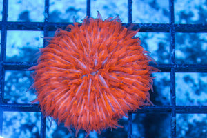 #wholesale_coral# - #saltwater_fish# #saltwater_coral# - #rare corals# - #coralsdepot# - #Corals_Depot# - #live_corals# - #eye-catching-coral# #quality_marine_fish# -#quality-marine# #discoun