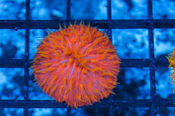 #wholesale_coral# - #saltwater_fish# #saltwater_coral# - #rare corals# - #coralsdepot# - #Corals_Depot# - #live_corals# - #eye-catching-coral# #quality_marine_fish# -#quality-marine# #discoun