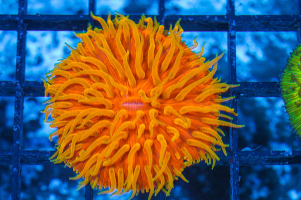 #wholesale_coral# - #saltwater_fish# #saltwater_coral# - #rare corals# - #coralsdepot# - #Corals_Depot# - #live_corals# - #eye-catching-coral# #quality_marine_fish# -#quality-marine# #discoun