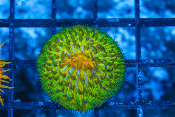 #wholesale_coral# - #saltwater_fish# #saltwater_coral# - #rare corals# - #coralsdepot# - #Corals_Depot# - #live_corals# - #eye-catching-coral# #quality_marine_fish# -#quality-marine# #discoun