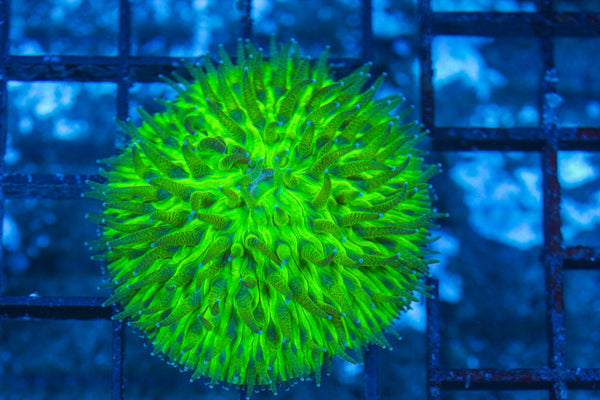 #wholesale_coral# - #saltwater_fish# #saltwater_coral# - #rare corals# - #coralsdepot# - #Corals_Depot# - #live_corals# - #eye-catching-coral# #quality_marine_fish# -#quality-marine# #discoun