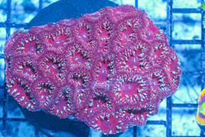 #wholesale_coral# - #saltwater_fish# #saltwater_coral# - #rare corals# - #coralsdepot# - #Corals_Depot# - #live_corals# - #eye-catching-coral# #quality_marine_fish# -#quality-marine# #discoun