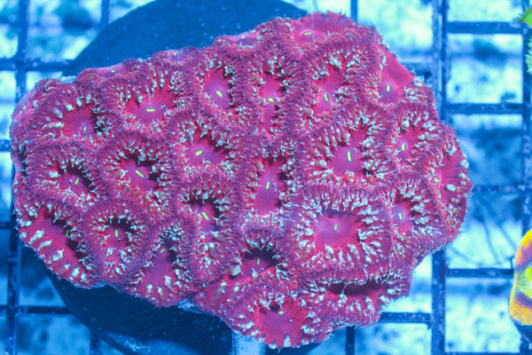 #wholesale_coral# - #saltwater_fish# #saltwater_coral# - #rare corals# - #coralsdepot# - #Corals_Depot# - #live_corals# - #eye-catching-coral# #quality_marine_fish# -#quality-marine# #discoun