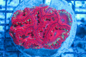 #wholesale_coral# - #saltwater_fish# #saltwater_coral# - #rare corals# - #coralsdepot# - #Corals_Depot# - #live_corals# - #eye-catching-coral# #quality_marine_fish# -#quality-marine# #discoun