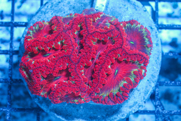 #wholesale_coral# - #saltwater_fish# #saltwater_coral# - #rare corals# - #coralsdepot# - #Corals_Depot# - #live_corals# - #eye-catching-coral# #quality_marine_fish# -#quality-marine# #discoun