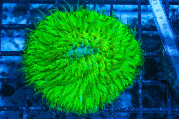 #wholesale_coral# - #saltwater_fish# #saltwater_coral# - #rare corals# - #coralsdepot# - #Corals_Depot# - #live_corals# - #eye-catching-coral# #quality_marine_fish# -#quality-marine# #discoun