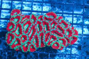 #wholesale_coral# - #saltwater_fish# #saltwater_coral# - #rare corals# - #coralsdepot# - #Corals_Depot# - #live_corals# - #eye-catching-coral# #quality_marine_fish# -#quality-marine# #discoun