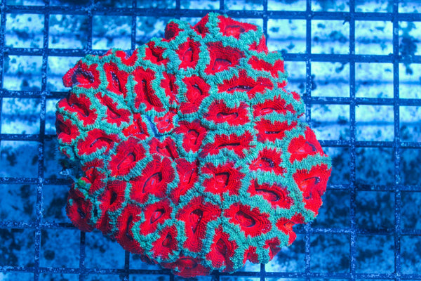 #wholesale_coral# - #saltwater_fish# #saltwater_coral# - #rare corals# - #coralsdepot# - #Corals_Depot# - #live_corals# - #eye-catching-coral# #quality_marine_fish# -#quality-marine# #discoun