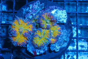 #wholesale_coral# - #saltwater_fish# #saltwater_coral# - #rare corals# - #coralsdepot# - #Corals_Depot# - #live_corals# - #eye-catching-coral# #quality_marine_fish# -#quality-marine# #discoun