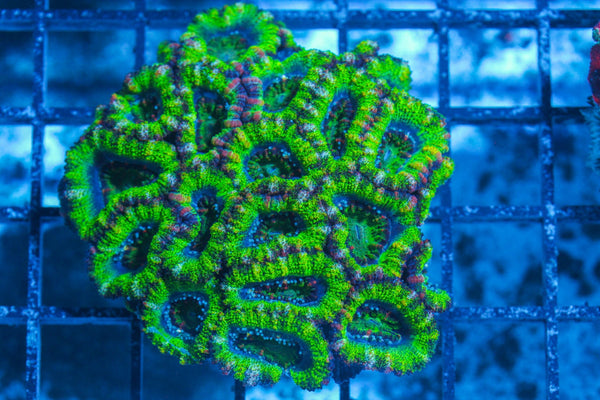#wholesale_coral# - #saltwater_fish# #saltwater_coral# - #rare corals# - #coralsdepot# - #Corals_Depot# - #live_corals# - #eye-catching-coral# #quality_marine_fish# -#quality-marine# #discoun