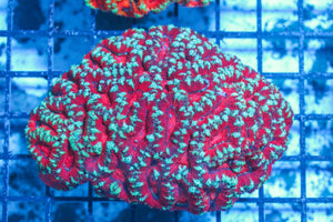#wholesale_coral# - #saltwater_fish# #saltwater_coral# - #rare corals# - #coralsdepot# - #Corals_Depot# - #live_corals# - #eye-catching-coral# #quality_marine_fish# -#quality-marine# #discoun