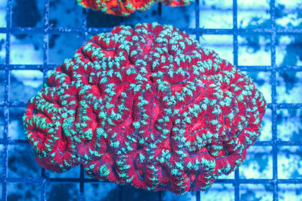 #wholesale_coral# - #saltwater_fish# #saltwater_coral# - #rare corals# - #coralsdepot# - #Corals_Depot# - #live_corals# - #eye-catching-coral# #quality_marine_fish# -#quality-marine# #discoun