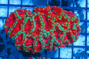 #wholesale_coral# - #saltwater_fish# #saltwater_coral# - #rare corals# - #coralsdepot# - #Corals_Depot# - #live_corals# - #eye-catching-coral# #quality_marine_fish# -#quality-marine# #discoun