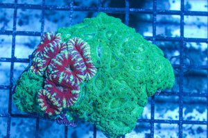 #wholesale_coral# - #saltwater_fish# #saltwater_coral# - #rare corals# - #coralsdepot# - #Corals_Depot# - #live_corals# - #eye-catching-coral# #quality_marine_fish# -#quality-marine# #discoun