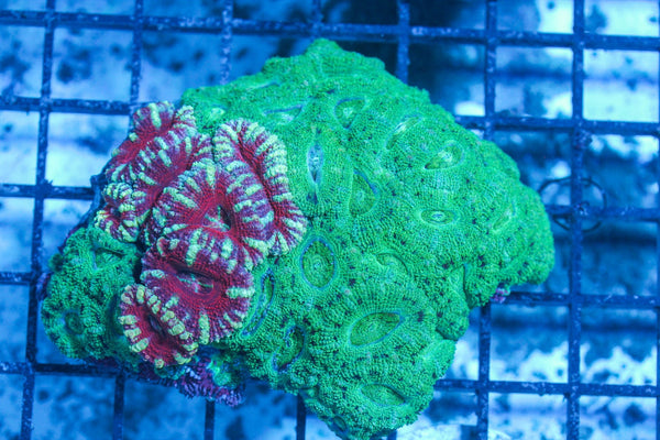 #wholesale_coral# - #saltwater_fish# #saltwater_coral# - #rare corals# - #coralsdepot# - #Corals_Depot# - #live_corals# - #eye-catching-coral# #quality_marine_fish# -#quality-marine# #discoun