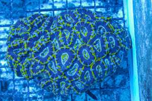 #wholesale_coral# - #saltwater_fish# #saltwater_coral# - #rare corals# - #coralsdepot# - #Corals_Depot# - #live_corals# - #eye-catching-coral# #quality_marine_fish# -#quality-marine# #discoun