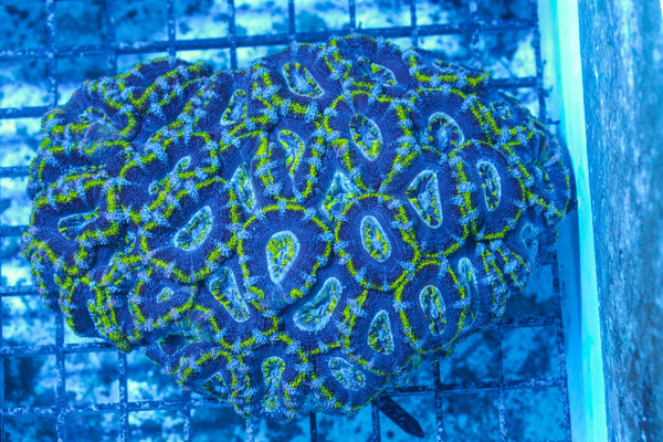 #wholesale_coral# - #saltwater_fish# #saltwater_coral# - #rare corals# - #coralsdepot# - #Corals_Depot# - #live_corals# - #eye-catching-coral# #quality_marine_fish# -#quality-marine# #discoun