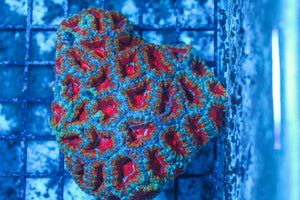 #wholesale_coral# - #saltwater_fish# #saltwater_coral# - #rare corals# - #coralsdepot# - #Corals_Depot# - #live_corals# - #eye-catching-coral# #quality_marine_fish# -#quality-marine# #discoun