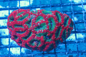 #wholesale_coral# - #saltwater_fish# #saltwater_coral# - #rare corals# - #coralsdepot# - #Corals_Depot# - #live_corals# - #eye-catching-coral# #quality_marine_fish# -#quality-marine# #discoun