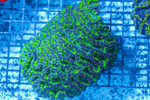 #wholesale_coral# - #saltwater_fish# #saltwater_coral# - #rare corals# - #coralsdepot# - #Corals_Depot# - #live_corals# - #eye-catching-coral# #quality_marine_fish# -#quality-marine# #discoun