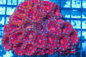 #wholesale_coral# - #saltwater_fish# #saltwater_coral# - #rare corals# - #coralsdepot# - #Corals_Depot# - #live_corals# - #eye-catching-coral# #quality_marine_fish# -#quality-marine# #discoun