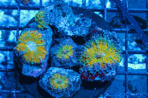 #wholesale_coral# - #saltwater_fish# #saltwater_coral# - #rare corals# - #coralsdepot# - #Corals_Depot# - #live_corals# - #eye-catching-coral# #quality_marine_fish# -#quality-marine# #discoun