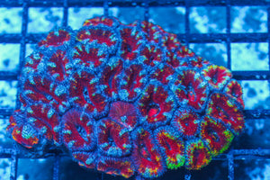 #wholesale_coral# - #saltwater_fish# #saltwater_coral# - #rare corals# - #coralsdepot# - #Corals_Depot# - #live_corals# - #eye-catching-coral# #quality_marine_fish# -#quality-marine# #discoun