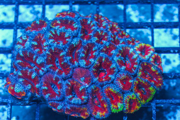 #wholesale_coral# - #saltwater_fish# #saltwater_coral# - #rare corals# - #coralsdepot# - #Corals_Depot# - #live_corals# - #eye-catching-coral# #quality_marine_fish# -#quality-marine# #discoun