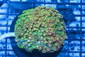 #wholesale_coral# - #saltwater_fish# #saltwater_coral# - #rare corals# - #coralsdepot# - #Corals_Depot# - #live_corals# - #eye-catching-coral# #quality_marine_fish# -#quality-marine# #discoun