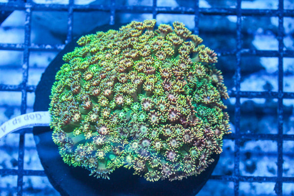 #wholesale_coral# - #saltwater_fish# #saltwater_coral# - #rare corals# - #coralsdepot# - #Corals_Depot# - #live_corals# - #eye-catching-coral# #quality_marine_fish# -#quality-marine# #discoun