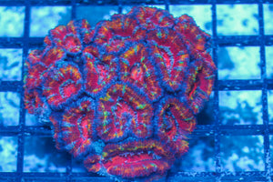 #wholesale_coral# - #saltwater_fish# #saltwater_coral# - #rare corals# - #coralsdepot# - #Corals_Depot# - #live_corals# - #eye-catching-coral# #quality_marine_fish# -#quality-marine# #discoun