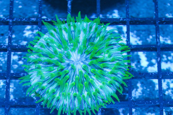 #wholesale_coral# - #saltwater_fish# #saltwater_coral# - #rare corals# - #coralsdepot# - #Corals_Depot# - #live_corals# - #eye-catching-coral# #quality_marine_fish# -#quality-marine# #discoun