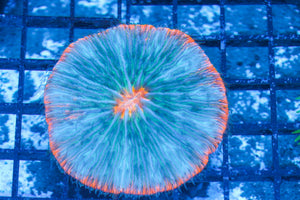 #wholesale_coral# - #saltwater_fish# #saltwater_coral# - #rare corals# - #coralsdepot# - #Corals_Depot# - #live_corals# - #eye-catching-coral# #quality_marine_fish# -#quality-marine# #discoun